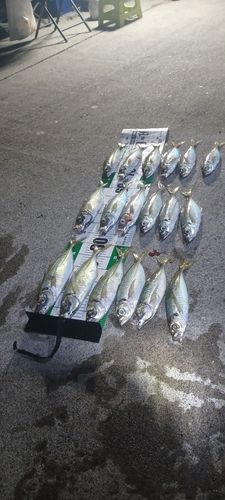 マアジの釣果