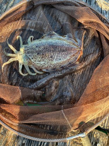 コウイカの釣果