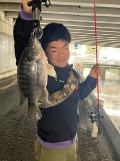 ティラピアの釣果