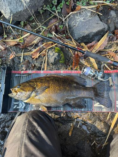 スモールマウスバスの釣果
