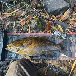 スモールマウスバス