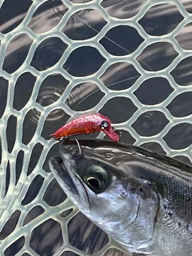 サクラマスの釣果