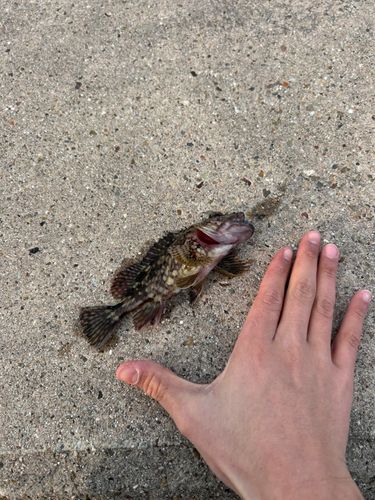 タケノコメバルの釣果