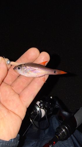 クロホシイシモチの釣果