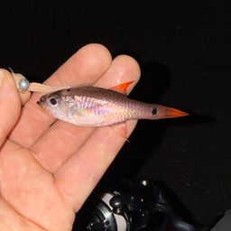 クロホシイシモチ