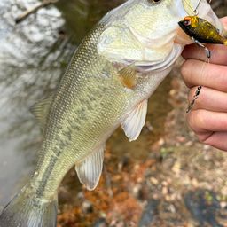 ラージマウスバス