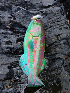 キヌベラの釣果