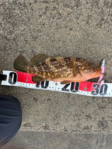 キジハタの釣果