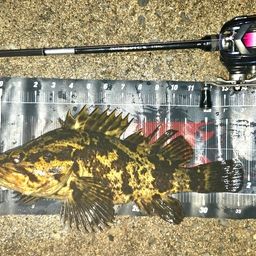 タケノコメバル