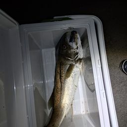 マダカ（マルスズキ）