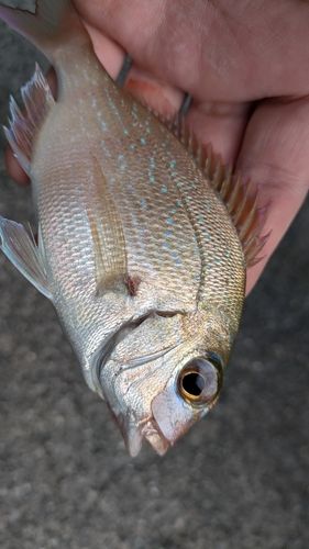 チャリコの釣果