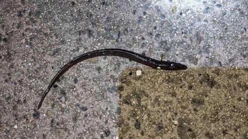 マアナゴの釣果