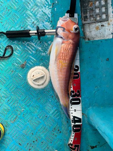 アマダイの釣果