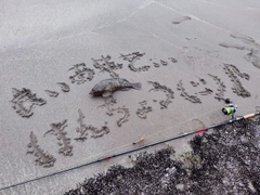 アイナメの釣果