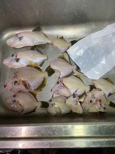 カワハギの釣果