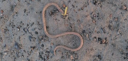ダイナンウミヘビの釣果