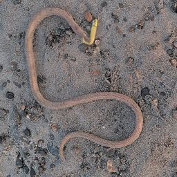 ダイナンウミヘビ