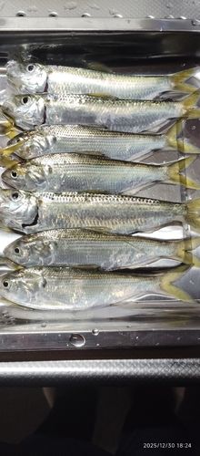 コノシロの釣果