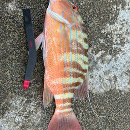 イトヒキフエダイ