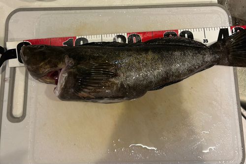 アイナメの釣果