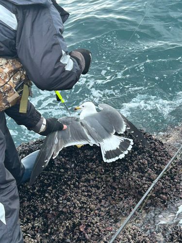 アイナメの釣果