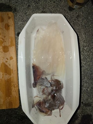 イカの釣果