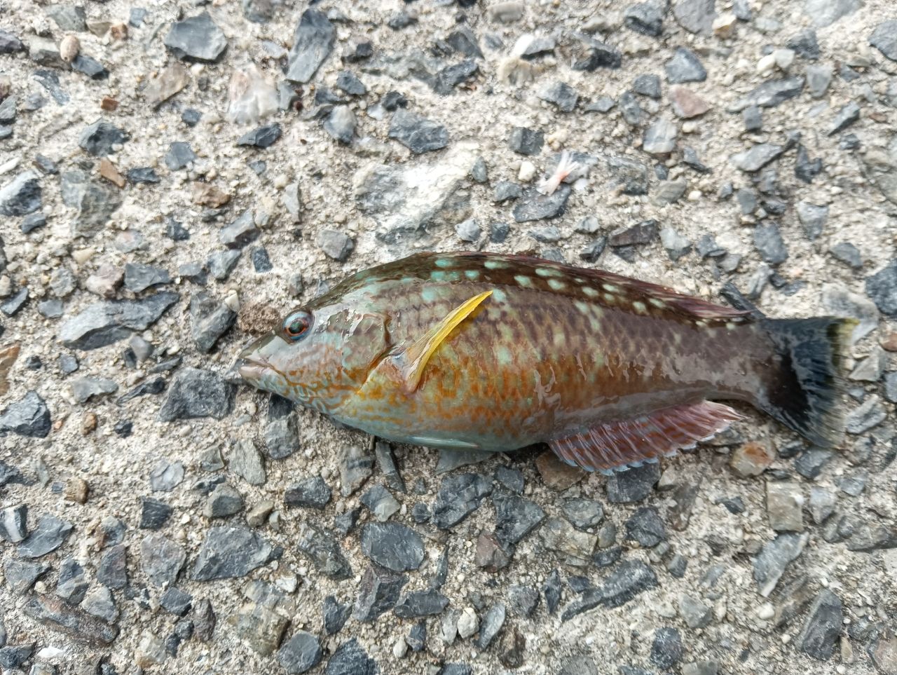 ホシササノハベラ