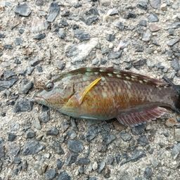 ホシササノハベラ