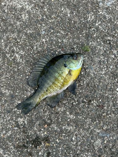 ブルーギルの釣果