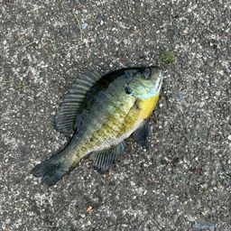 ブルーギル