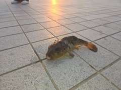 クサフグの釣果
