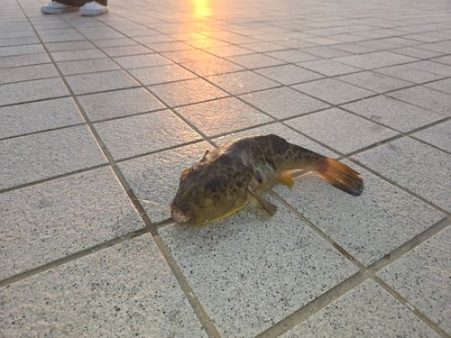 クサフグの釣果