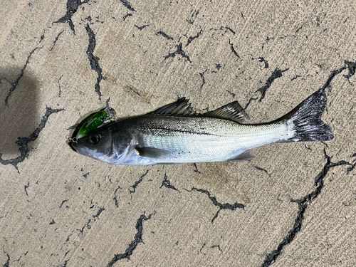 セイゴ（マルスズキ）の釣果