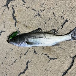 セイゴ（マルスズキ）