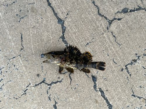 タケノコメバルの釣果