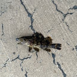 タケノコメバル