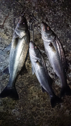 シーバスの釣果