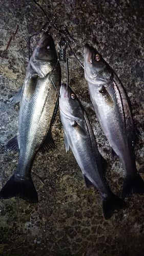 シーバスの釣果