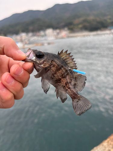 クロメバルの釣果