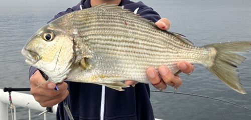ヘダイの釣果