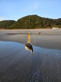 フグの釣果