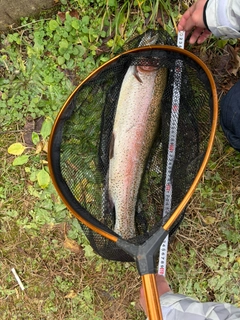 ニジマスの釣果