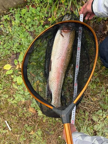 ニジマスの釣果