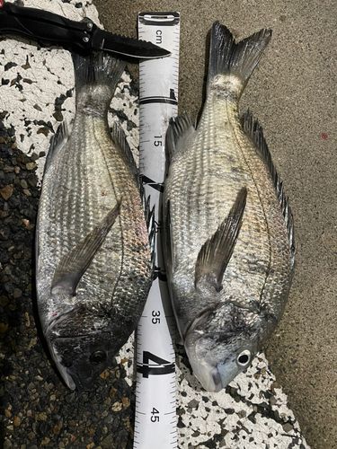チヌの釣果