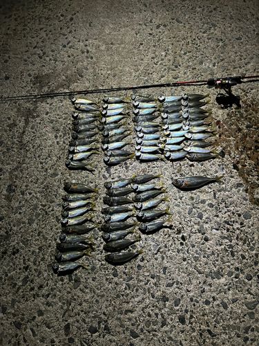 アジの釣果