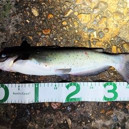 アメリカナマズ