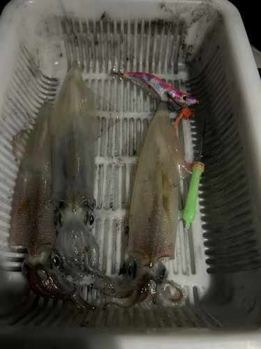 ヤリイカの釣果