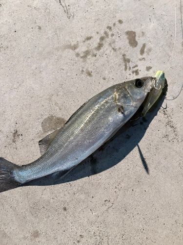セイゴ（マルスズキ）の釣果