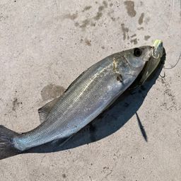 セイゴ（マルスズキ）