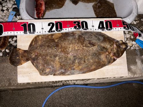 ナメタガレイの釣果